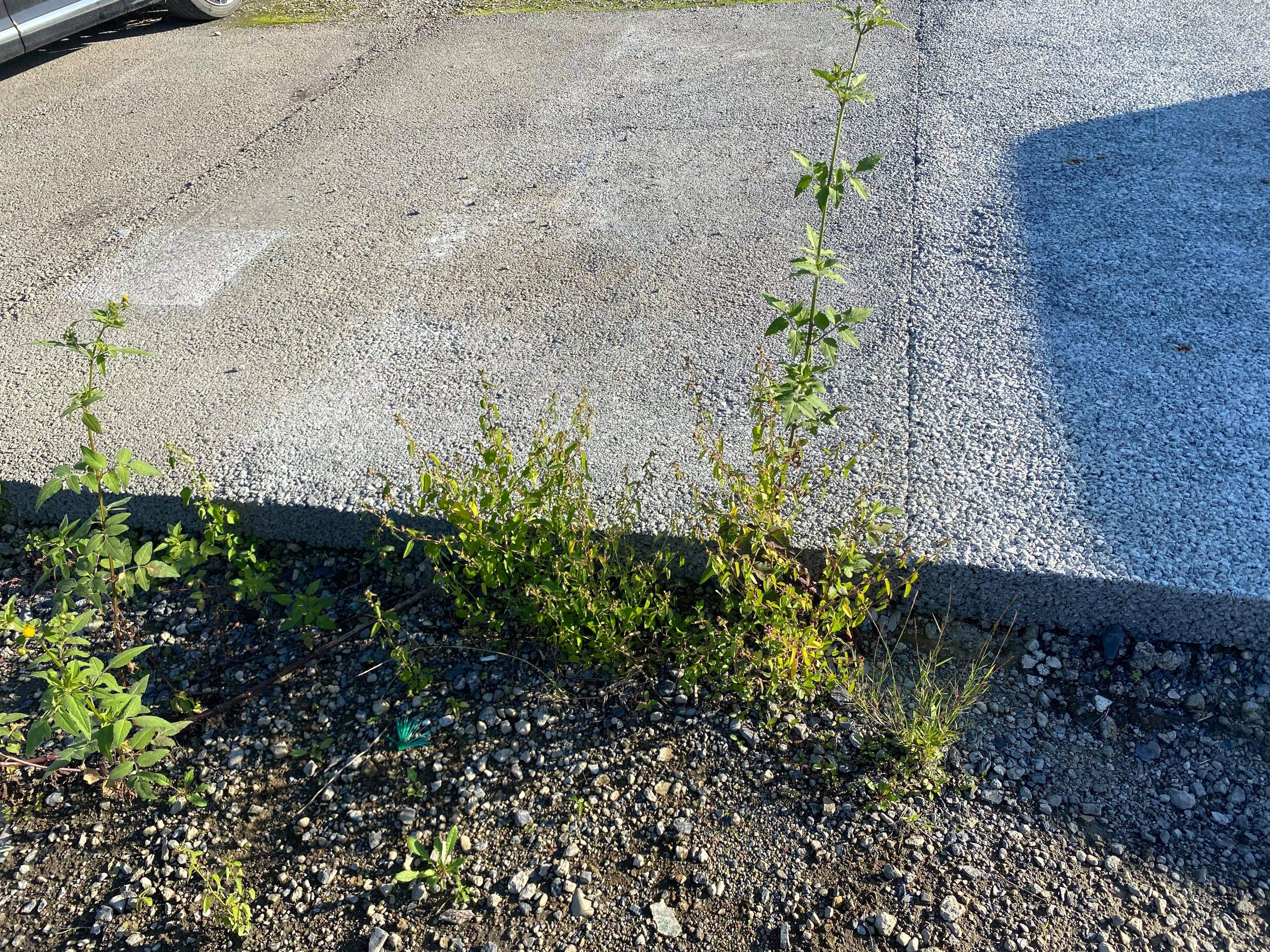 隙間 空隙 から雑草生えてきたりしないの 数年経つと土間コンと同じように汚れるんでしょ 水たまり対策 Drytech ドライテック 透水性舗装仕上材 生コンポータル