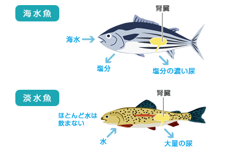 海水魚が無理して淡水を泳いでいた 小規模 透水性コンクリート 生コン 道路 水たまり対策 Drytech ドライテック 透水性舗装仕上材 生コンポータル