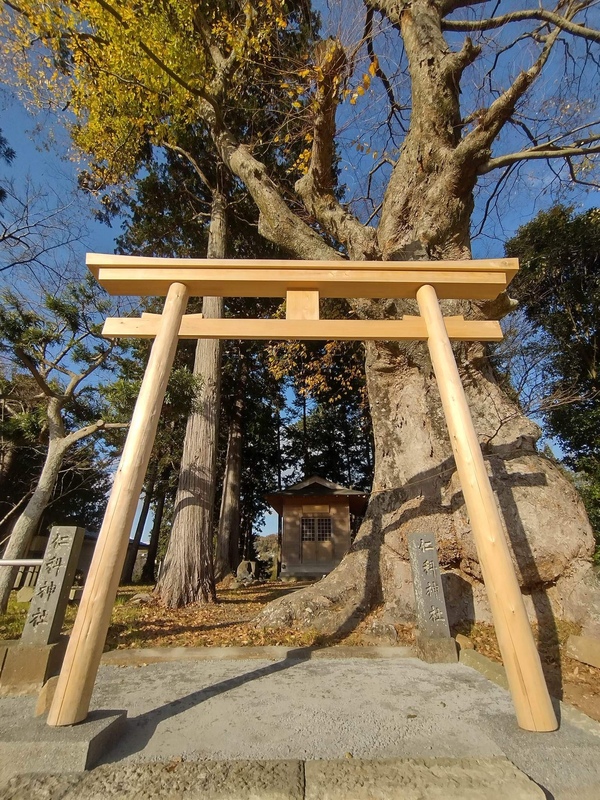 【静岡】「神社のご神木をお守りするのもコンクリ舗装（オワコン）のお役目です」伊豆中央コンクリート・仁科組