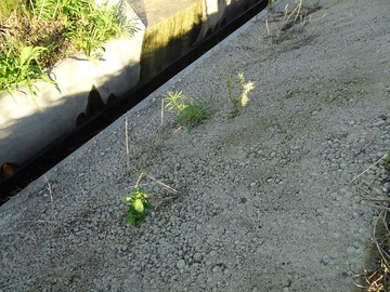 草はオワコンの上に堆積した土の上に生えている（載っている）だけなので除去してください