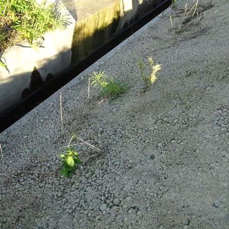 草はオワコンの上に堆積した土の上に生えている（載っている）だけなので除去してください