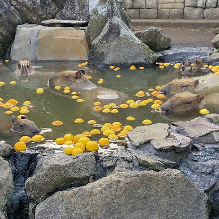 Penisola di Izu e benessere