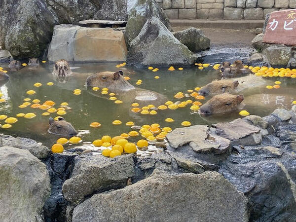 Penisola di Izu e benessere